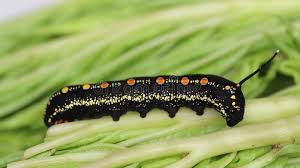 Attēlu rezultāti vaicājumam “Callimorpha dominula larva”