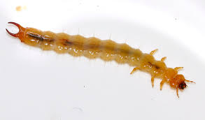 Attēlu rezultāti vaicājumam “Schizotus pectinicornis”