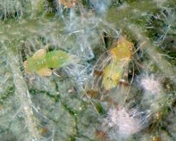 Attēlu rezultāti vaicājumam “Aleurochiton aceris nymph”