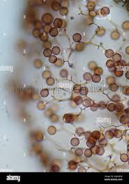 Attēlu rezultāti vaicājumam “Stemonitis virginiensis”