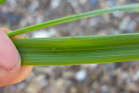 Attēlu rezultāti vaicājumam “Festuca altissima leaf”