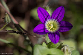 Image result for Campanula strigosa