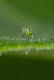 Attēlu rezultāti vaicājumam “Empoasca sp.”