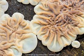 Attēlu rezultāti vaicājumam “Auricularia mesenterica”