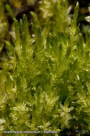 Attēlu rezultāti vaicājumam “Straminergon stramineum”