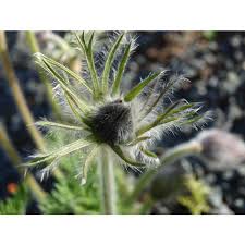 Attēlu rezultāti vaicājumam “Pulsatilla pratensis leaf”