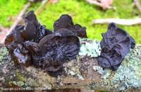 Attēlu rezultāti vaicājumam “Exidia truncata”