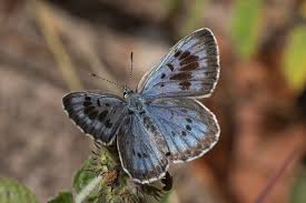 Attēlu rezultāti vaicājumam “Phengaris arion”