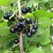 Attēlu rezultāti vaicājumam “Ribes nigrum fruit”