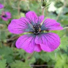 Image result for Geranium `Sandrine`