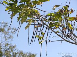 Attēlu rezultāti vaicājumam “Catalpa ovata fruit”