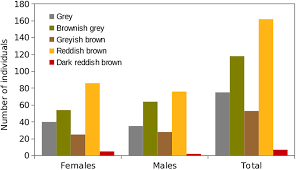 Attēlu rezultāti vaicājumam “Strix aluco female”