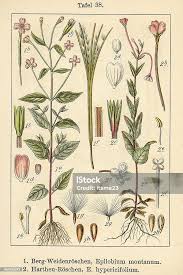 Attēlu rezultāti vaicājumam “Epilobium montanum”