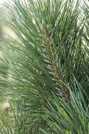 Attēlu rezultāti vaicājumam “Pinus nigra fruit”
