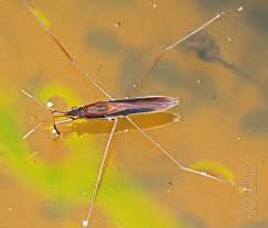 Attēlu rezultāti vaicājumam “Limnoporus rufoscutellatus”