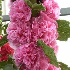 Image result for Stockrose