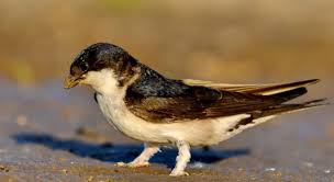 Attēlu rezultāti vaicājumam “Delichon urbicum adult”