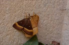 Attēlu rezultāti vaicājumam “Lasiocampa quercus imago”