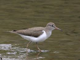 Attēlu rezultāti vaicājumam “Actitis hypoleucos”