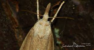 Attēlu rezultāti vaicājumam “Calamotropha paludella”