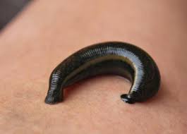 Attēlu rezultāti vaicājumam “Annelides”