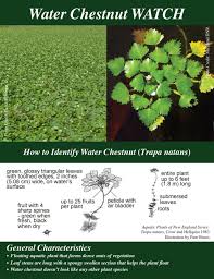 Attēlu rezultāti vaicājumam “Trapa natans leaf”