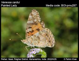 Attēlu rezultāti vaicājumam “Vanessa cardui underside”