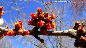 Attēlu rezultāti vaicājumam “Acer saccharinum bud”