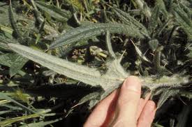 Attēlu rezultāti vaicājumam “Cirsium vulgare”