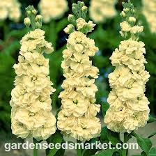 Image result for Levkoje