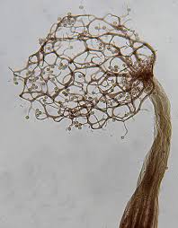 Attēlu rezultāti vaicājumam “Cribraria splendens stalked”