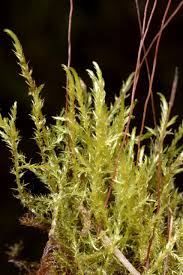 Attēlu rezultāti vaicājumam “Warnstorfia fluitans”