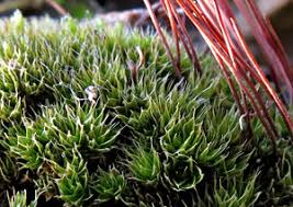 Attēlu rezultāti vaicājumam “Bryum amblyodon”