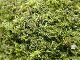 Attēlu rezultāti vaicājumam “Leiocolea rutheana sporophyte”