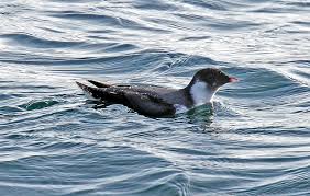 Image result for Synthliboramphus antiquus