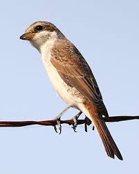 Attēlu rezultāti vaicājumam “Lanius collurio juvenile”