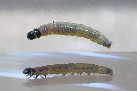 Attēlu rezultāti vaicājumam “Archips podana female”