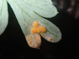 Attēlu rezultāti vaicājumam “Melampsora magnusiana”