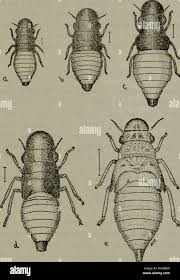Attēlu rezultāti vaicājumam “Aphrophora nymph”
