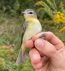 Image result for Vireo philadelphicus