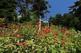 Attēlu rezultāti vaicājumam “Diderma montanum stalked”