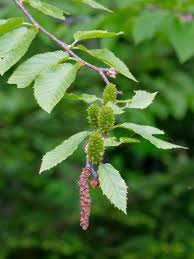 Attēlu rezultāti vaicājumam “Betula nana male flower”