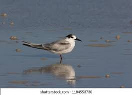 Image result for Sterna dougallii