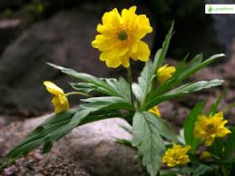 Attēlu rezultāti vaicājumam “Anemone ranunculoides leaf”