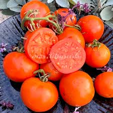 Afbeeldingsresultaat voor belarus orange tomato