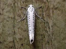 Attēlu rezultāti vaicājumam “Yponomeuta evonymella”