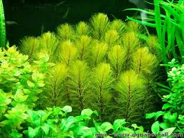 Attēlu rezultāti vaicājumam “Haloragaceae”