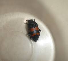 Attēlu rezultāti vaicājumam “Nicrophorus investigator imago”