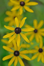 Attēlu rezultāti vaicājumam “Rudbeckia hirta var. pulcherrima flower”