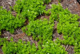 Attēlu rezultāti vaicājumam “Galium odoratum fruit”